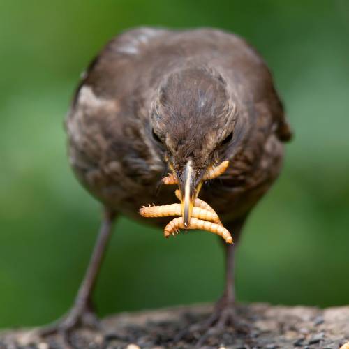 blackbird mealworm